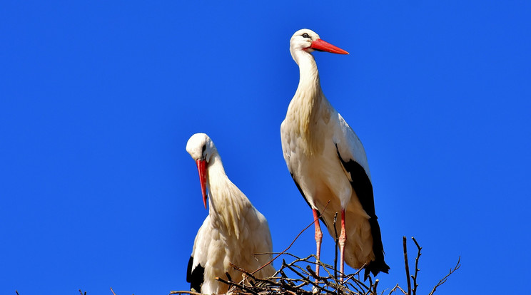 Legközelebb kétszer meggondolják a gólyák, kinek az autóját veszik célba / Illusztráció / Fotó: Pixabay