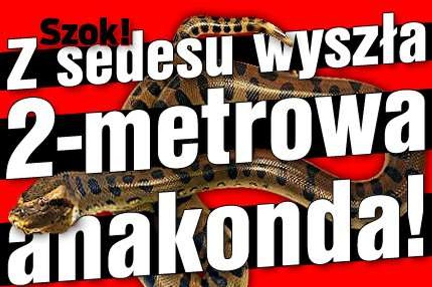 Szok! Z sedesu wyszła 2-metrowa anakonda!