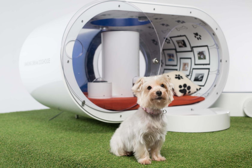 Samsung Dream Doghouse - wymarzona buda dla psa Samsunga