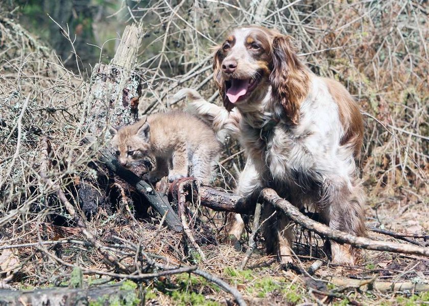 spanielka wychowuje rysia