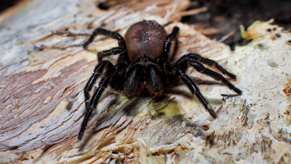 Atrax Robustus