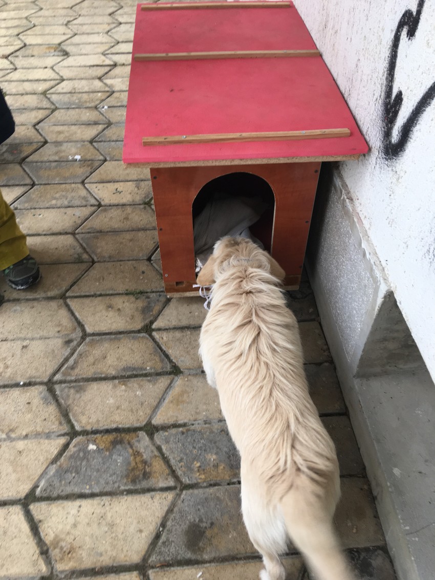 Svako može da pomogne: Kućice za pse prave sami