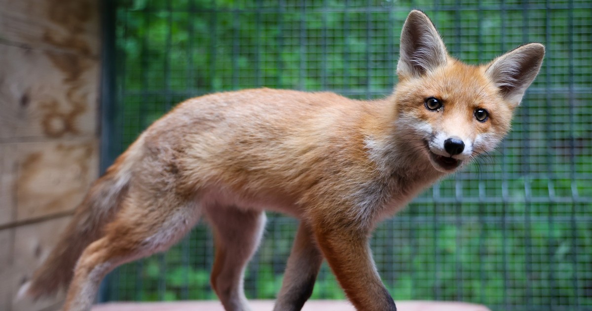 Rudzielec sparaliżował włoskie miasteczko. Nie działały urzędy i straż pożarna