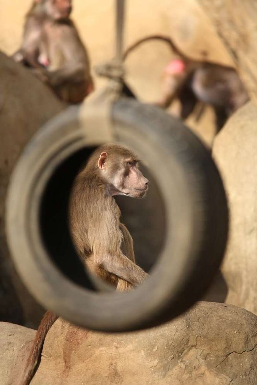 pawian,zoo, warszawski ogród zoologiczny