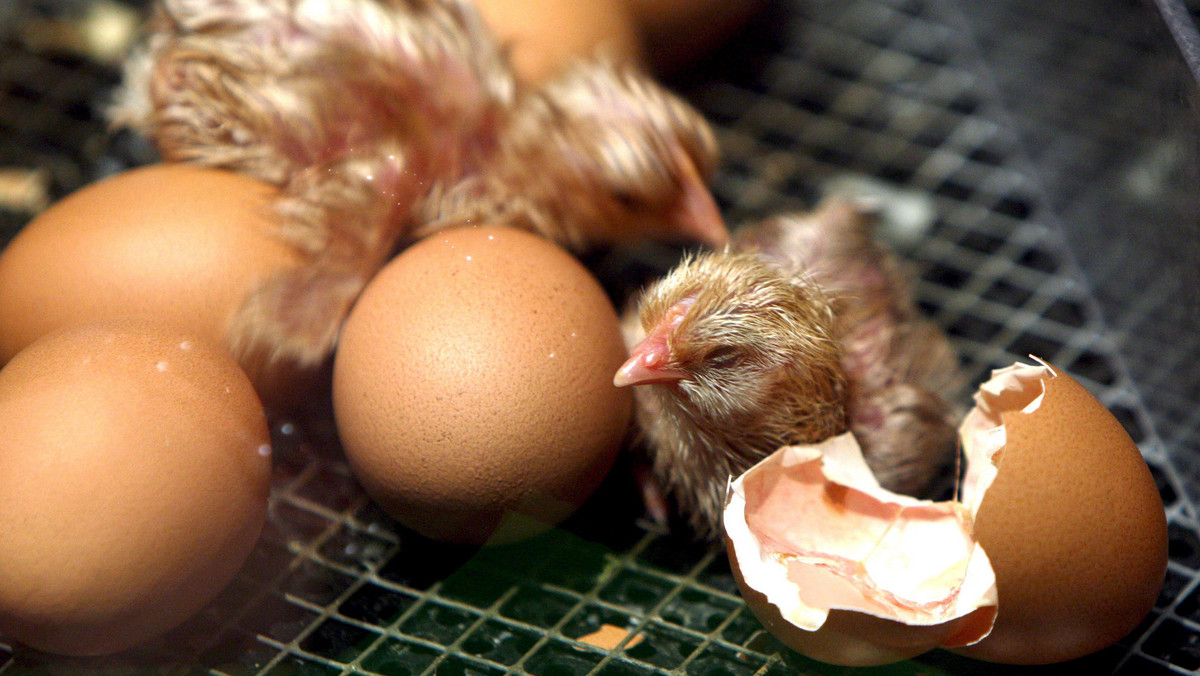 Kiełpino: żywe kurczaki w kontenerze na śmieci