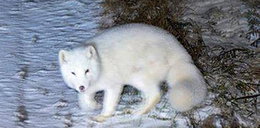 W Tatrach widziano lisa polarnego. Może roznosić choroby