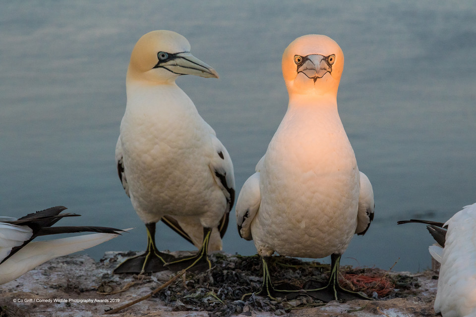 Finaliści Comedy Wildlife Photo Awards 2019