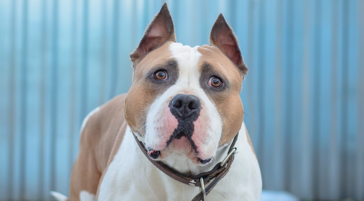 Staffordshire terrier illusztráció.