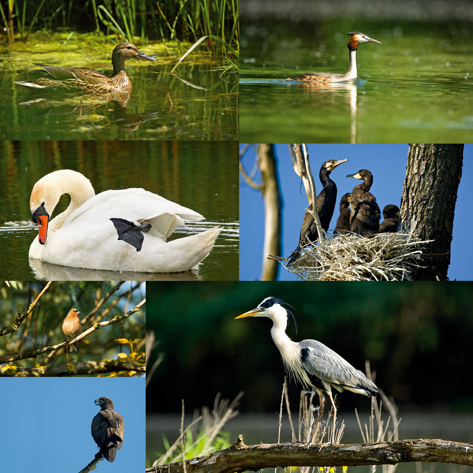 Park Krajobrazowy Kopački Rit w Chorwacji