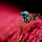 Macro Shot Of Mosquito On Red Fabric