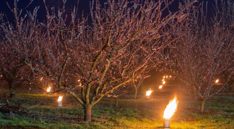 Kajszibarackfákat melegítenek tüzekkel a fagy ellen védekezve egy Balatonvilágos közelében fekvő gyümölcsösben 2020. március 31-én.