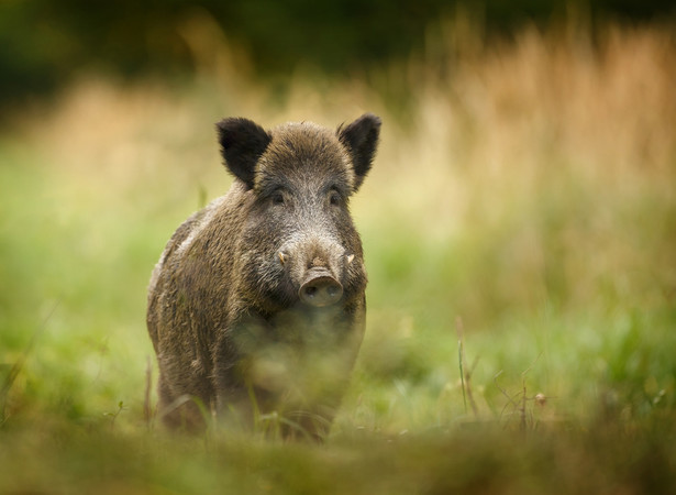 Larwy włośnia giną w wyniku długiego gotowania lub pieczenia w wysokiej temperaturze.