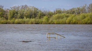Tysiące śniętych ryb w Wiśle w Warszawie. " To kolejna katastrofa ekologiczna"