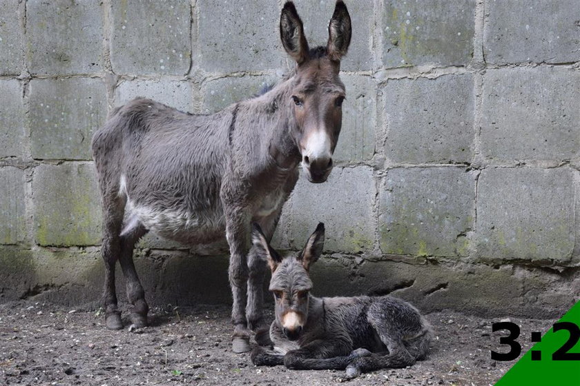 Osiołek urodził się w Starym Zoo w Poznaniu