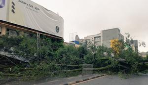 Huge tree falls in Nairobi CBD & blocks entire width of Moi Avenue