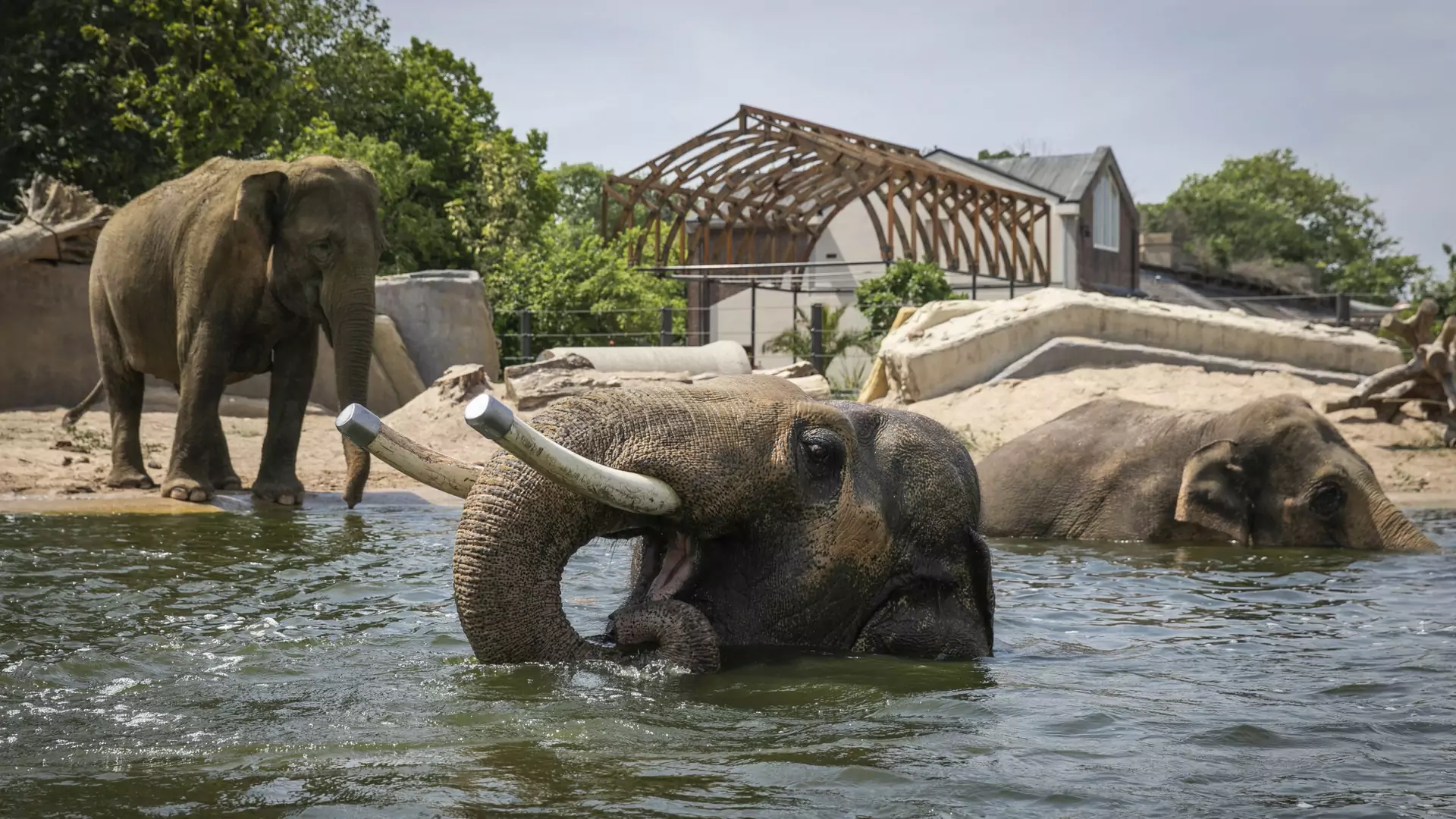 Zoo potrzebuje ławek, słonie robią dużo kupy. Studenci połączyli te fakty w dobry pomysł