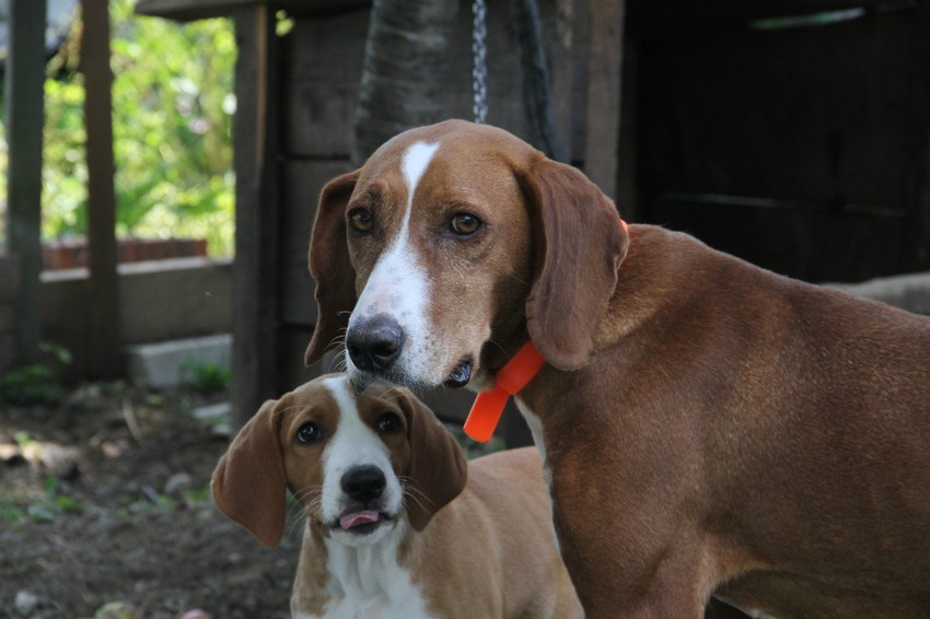Aska je bila odani ljubimac i brižna majka