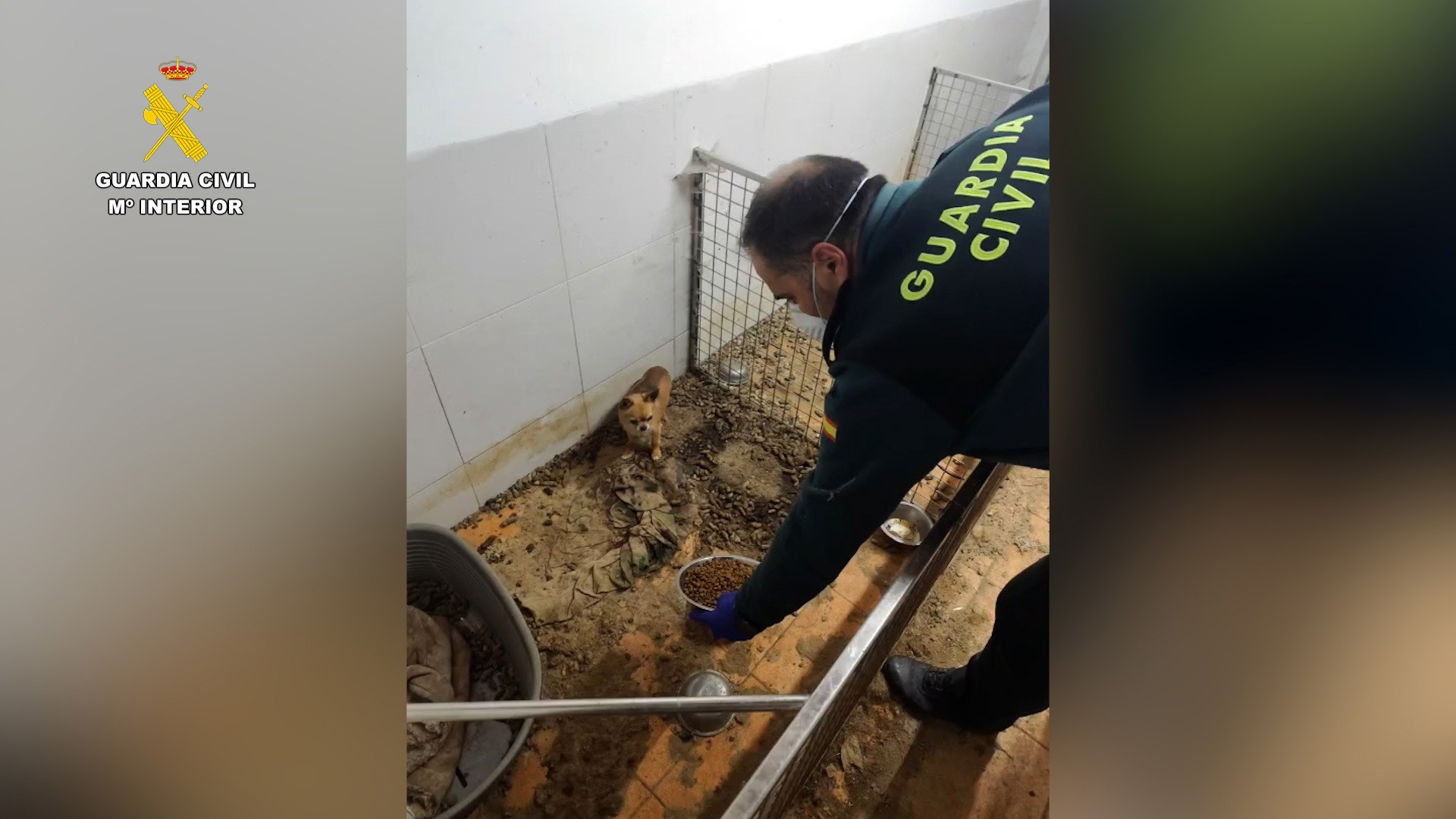 Criadero clandestino: 250 cadáveres y 171 animales rescatados