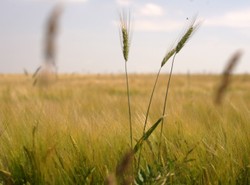 Idź na rynek, a nie do marketu
