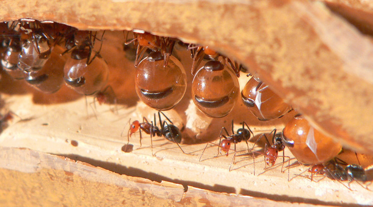 Nem véletlenül hívják ezt a hangyafajt angolul honeypot, azaz mézesbödön hangyának. A dolgozók képesek nagy mennyiségű mézet összegyűjteni a gyomrukban, amit táplálékhiány idején visszaöklendeznek, és azzal táplálják a boly többi lakóját. Egyben gyógyszert is szolgáltatnak, mert a hangyaméz képes különféle igen veszélyes mikrobákkal is elbánni. / Fotó: Cincinnati Zoo / Greg Hume / Wikimedia Commons