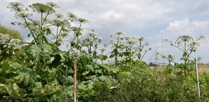 Walczą ze śmiertelnie niebezpieczną rośliną. Wydali już 50 tys. zł