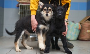 Wrocław otacza opieką bezdomne psy i koty. Nowy program