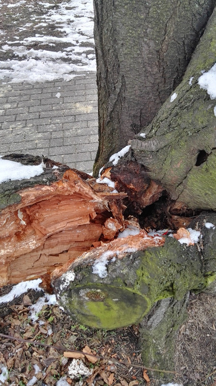 Drzewo w Parku Szczęśliwickim (zdjęcie z grundnia 2016 r.)