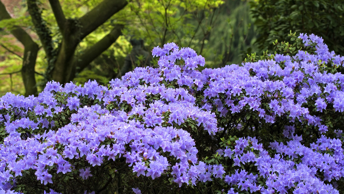 Rododendron - pielęgnacja, choroby, odmiany