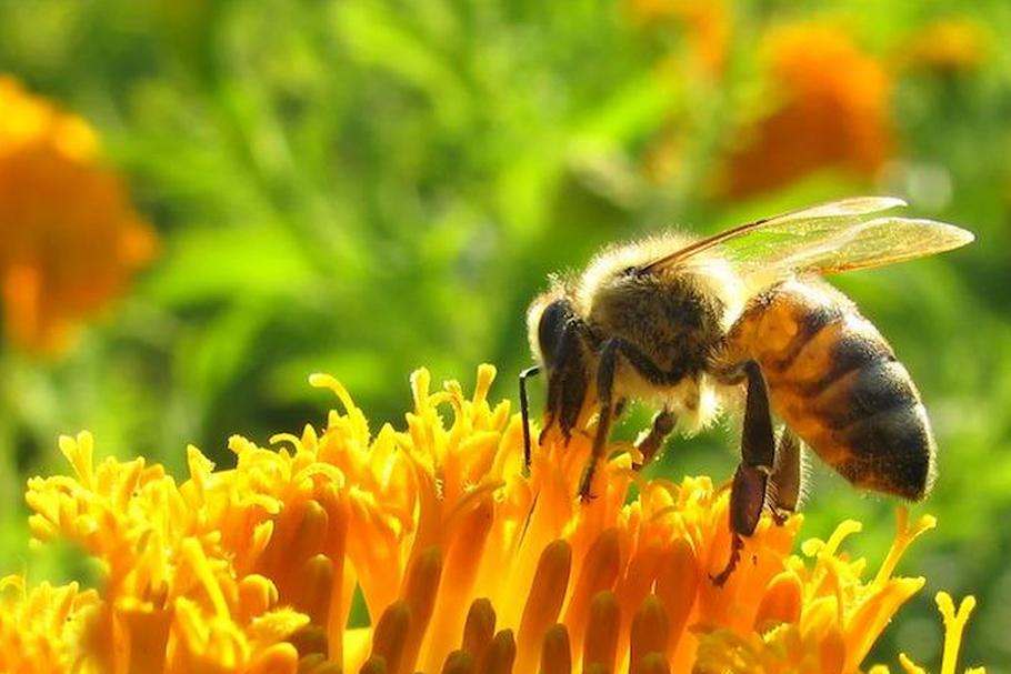 pszczoła pszczoły przyroda rolnictwo kwiat
