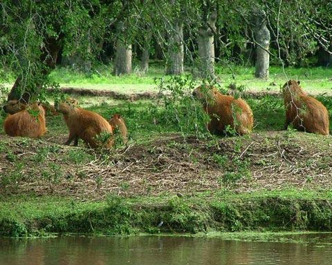 Galeria Argentyna - Delta rzek Parany i Urugwaju, fauna, obrazek 5