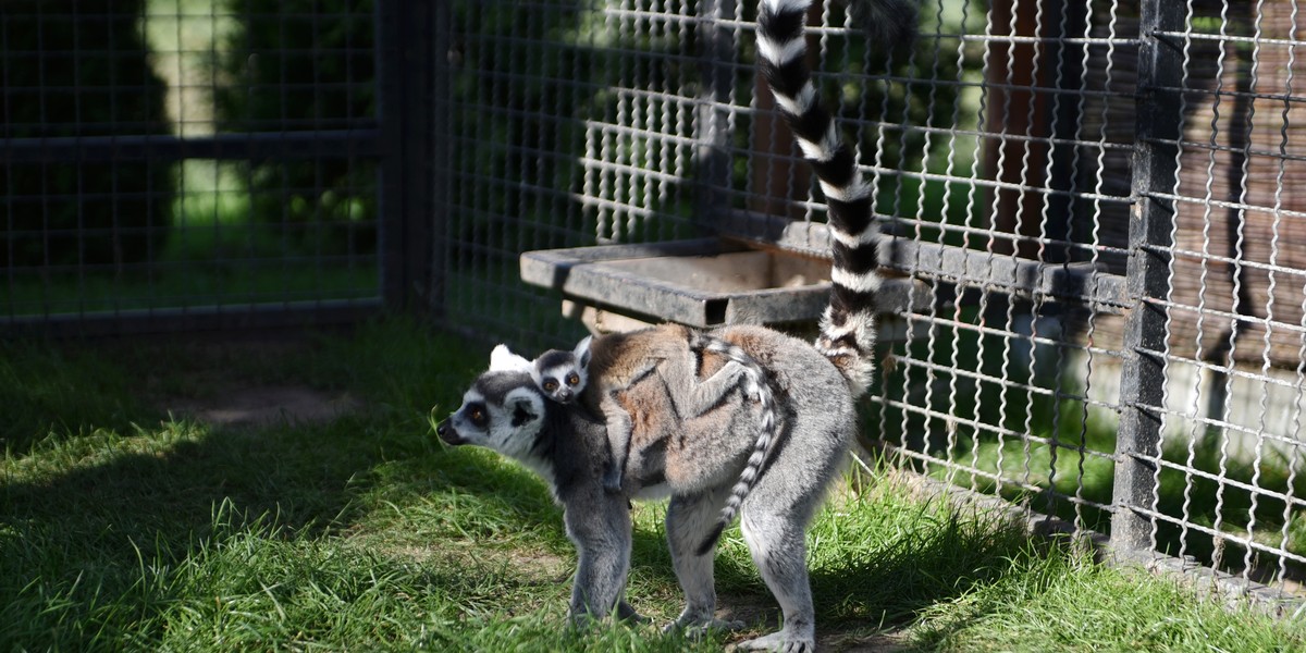 W zoo safari w Borysewie urodził się lemur