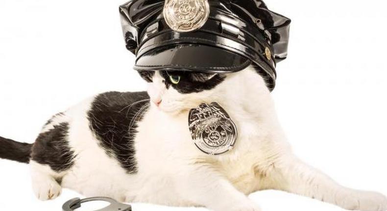 Police to use cats for security 