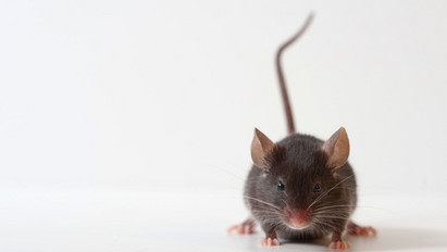 Váratlan látogatók: három egeret láttak a Déli pályaudvar egyik pékségében - fotó