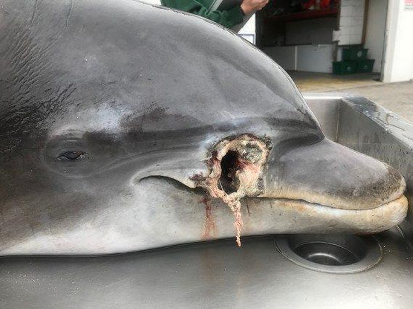 The carcass of a dolphin with a puncture wound to its head is pictured in Naples