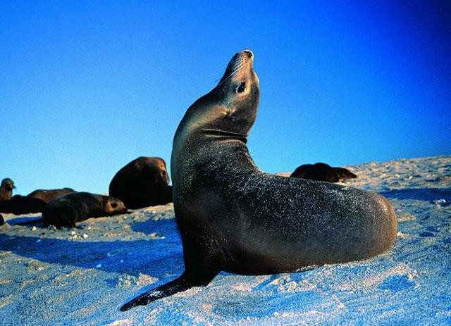 Galeria Ekwador - podwodny świat Wysp Galapagos, obrazek 6