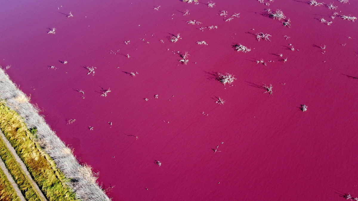 Argentyna: laguna Corfo zmieniła kolor na jasnoróżowy