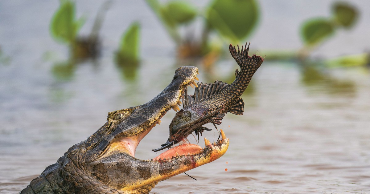 Ten kajman zje wszystko, co napotka. choćby jaja swojego gatunku