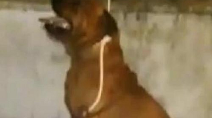 Hagyták a rendőrök megfulladni a kutyát!- Videó