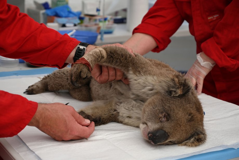 Ratownicy ratują poparzonego koalę w Australii. Zwierzęta te często nie są w stanie uciec przed pożarami