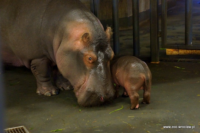 Mały hipopotam nową atrakcją zoo we Wrocławiu