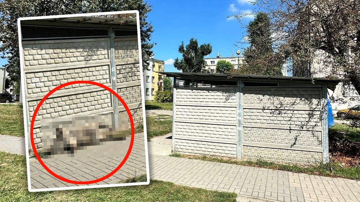 Poranione truchło pod śmietnikiem. Wcześniej łowczy odebrał dziwny telefon. "Pytał, jak zjeść dzika"