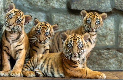 Trzy tygryski opuszczą wrocławskie zoo!