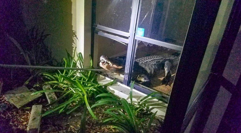 Aligator dostał się do domu 77-latki