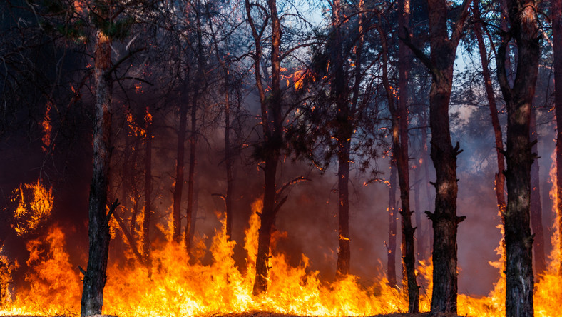 Na obszarze wszystkich lasów Polski obowiązują ostrzeżenia przed pożarami średniego oraz dużego stopnia - podał Instytut Badawczy Leśnictwa.