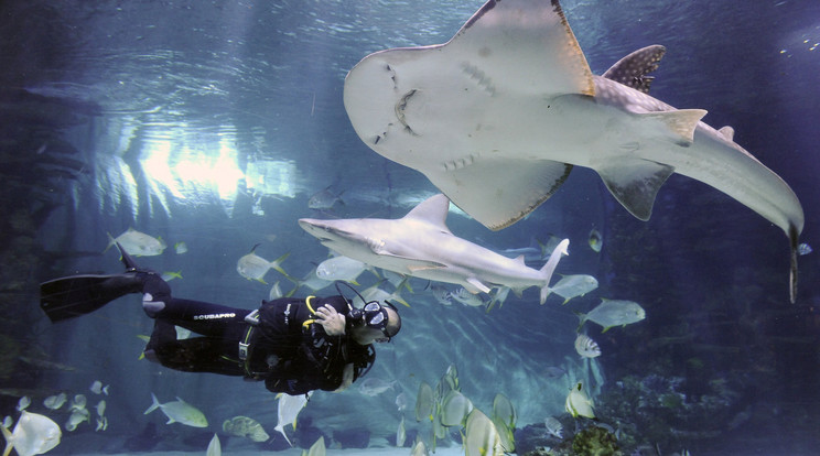 Tropicarium: bevált program annak esetére, ha a szabadtéri sétálgatás vagy egyéb program meghiúsulna a barátságtalan idő miatt /Fotó: MTI/Fotó Czimbal Gyula