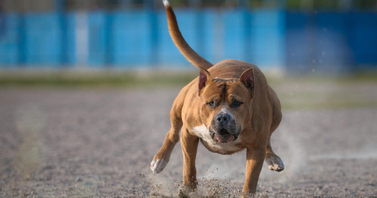 Policjanci przyjechali na interwencję. Nagle wyskoczył na nich amstaff. Musieli to zrobić