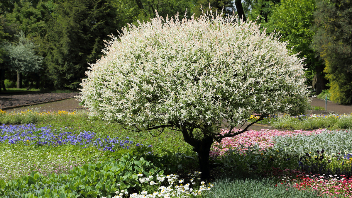 Wierzba japońska to dekoracyjny krzew coraz częściej spotykany w przydomowych ogrodach. Skradła serca ogrodników nie tylko swoją egzotyczną nazwą, lecz przede wszystkim za sprawą bujnych kwiatów, zwanych potocznie "kotkami", w które obradza w momencie kwitnienia.