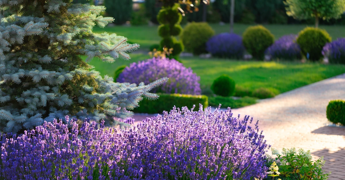 Zasadź zamiast lawendy. Kwitnie dłużej, pięknie pachnie i jest łatwiejsza w uprawie