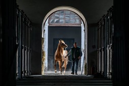 konie Janów Podlaski araby stadnina