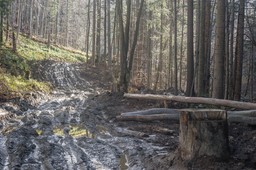 Konferencja o ochronie lasów bieszczadzkich z wycinką w tle. Co dzieje się przy granicy Bieszczadzkiego Parku Narodowego?